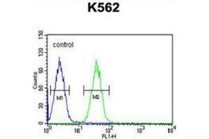 Flow cytometric analysis of K562 cells (right histogram) compared to a negative control cell (left histogram) using EFHC2  Antibody (N-term), followed by FITC-conjugated goat-anti-rabbit secondary antibodies. (EFHC2 抗体  (N-Term))