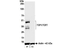 Western Blotting (WB) image for anti-Transcription Factor 7 (T-Cell Specific, HMG-Box) (TCF7) (AA 200-250) antibody (ABIN7449420) (Recombinant TCF7 抗体  (AA 200-250))