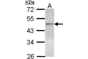 Western Blotting (WB) image for anti-Nuclear Receptor Subfamily 1, Group H, Member 2 (NR1H2) (AA 162-325) antibody (ABIN467613) (NR1H2 抗体  (AA 162-325))