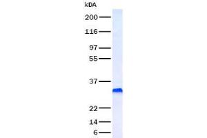 Western Blotting (WB) image for Platelet Derived Growth Factor Subunit B (PDGFB) (Transcript Variant 1) (Active) protein (ABIN2728539)