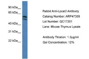 Western Blotting (WB) image for anti-Lysophosphatidylcholine Acyltransferase 2 (LPCAT2) (C-Term) antibody (ABIN2782921) (LPCAT2 抗体  (C-Term))