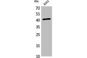 Western Blot analysis of K562 cells using L-Selectin Polyclonal Antibody (L-Selectin 抗体  (Internal Region))
