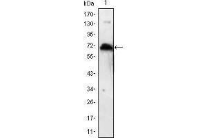 Western blot analysis using KLHL1 mAb against human KLHL1 (AA: 202-506) recombinant protein. (KLHL1 抗体)