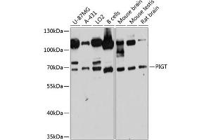 Western blot analysis of extracts of various cell lines, using PIGT antibody (ABIN6129764, ABIN6145621, ABIN6145622 and ABIN6215696) at 1:3000 dilution. (PIGT 抗体  (AA 260-460))