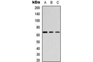 Western blot analysis of GABRB1 (pS434) expression in HeLa (A), mouse brain (B), rat brain (C) whole cell lysates. (GABRB1 抗体  (C-Term, pSer434))