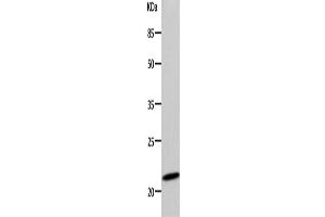 Western Blotting (WB) image for anti-Deoxyuridine Triphosphatase (DUT) antibody (ABIN2425781) (Deoxyuridine Triphosphatase (DUT) 抗体)