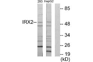 Western blot analysis of extracts from 293 cells and HepG2 cells, using IRX2 antibody. (IRX2 抗体  (Internal Region))