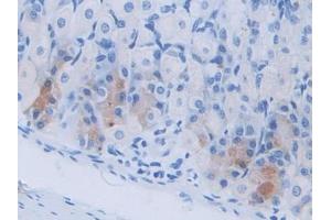 DAB staining on IHC-P; Samples: Mouse Stomach Tissue (Cholecystokinin 抗体  (AA 1-115))