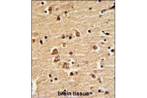 Formalin-fixed and paraffin-embedded human brain with EN2 Antibody (C-term-2), which was peroxidase-conjugated to the secondary antibody, followed by DAB staining. (EN2 抗体  (C-Term))