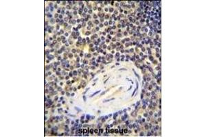 AC Antibody (N-term) 1134a immunohistochemistry analysis in formalin fixed and paraffin embedded human spleen tissue followed by peroxidase conjugation of the secondary antibody and DAB staining. (ACAP1 抗体  (N-Term))