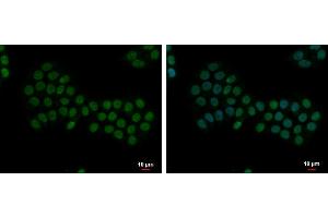 ICC/IF Image Apoptosis-enhancing nuclease antibody [C2C3], C-term detects Apoptosis-enhancing nuclease protein at nucleus by immunofluorescent analysis. (AEN 抗体  (C-Term))
