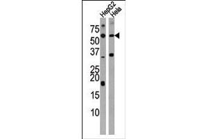 Western blot analysis of anti-ACVR1C Antibody (N-term) in HepG2 and Hela cell line lysate (35ug/lane). (ACVR1C/ALK7 抗体  (N-Term))