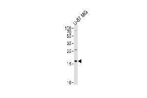 Western blot analysis of lysate from U-87 MG cell line, using CXCL2 Antibody at 1:1000 at each lane. (CXCL2 抗体  (C-Term))
