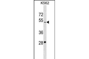 LDHAL6B Antibody (N-term) (ABIN1539391 and ABIN2849977) western blot analysis in K562 cell line lysates (35 μg/lane). (LDHAL6B 抗体  (N-Term))