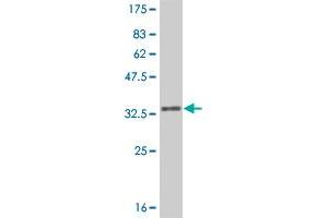 Western Blot detection against Immunogen (31. (IL-8 抗体  (AA 21-99))