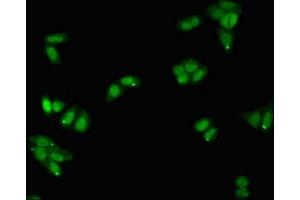 Immunofluorescence (IF) image for anti-serpin Peptidase Inhibitor, Clade A (Alpha-1 Antiproteinase, Antitrypsin), Member 5 (SERPINA5) (AA 157-367) antibody (ABIN7163528)
