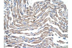 Claudin 11 antibody was used for immunohistochemistry at a concentration of 4-8 ug/ml to stain Skeletal muscle cells (arrows) in Human Muscle. (Claudin 11 抗体)