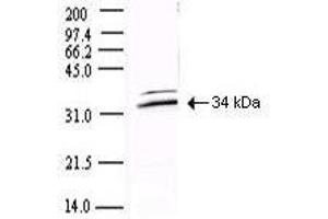 Western blot using  Protein A Purified anti-SARS CoV 3CL Protease antibody shows detection of a 34-kDa band corresponding to the protein. (SARS-CoV-2 NSP5 (3CL-Pro) 抗体)