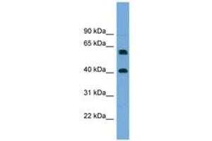 Image no. 1 for anti-Telomeric Repeat Binding Factor 2, Interacting Protein (TERF2IP) (AA 215-264) antibody (ABIN6744163)
