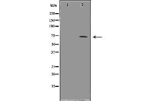 Western blot analysis of Hela whole cell lysates, using HSPA1L Antibody. (HSPA1L 抗体  (Internal Region))