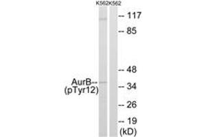 Western blot analysis of extracts from K562 cells, using AurB (Phospho-Tyr12) Antibody. (Aurora Kinase B 抗体  (pTyr12))