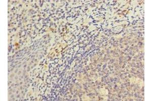Immunohistochemistry of paraffin-embedded human tonsil tissue using ABIN7157532 at dilution of 1:100 (KIR3DL3 抗体  (AA 26-322))