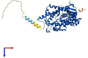 Aromatase Protein (AA 1-503) (His tag)