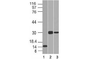 Western blot of 1) partial recombinant protein, 2) Panc-28 and 3) PANC1 cell lysate using CELA3B antibody (CELA3B/1218). (Elastase 3B 抗体  (AA 82-238))