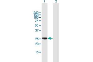 Western Blot analysis of HLA-DPB1 expression in transfected 293T cell line by HLA-DPB1 MaxPab polyclonal antibody. (HLA-DPB1 抗体  (AA 1-258))