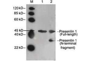 Lane 1: Mouse brain tissue lysateLane 2: Hela cell lysate Primary antibody: 2 µg/mL Rabbit Anti-Presenilin 1 Polyclonal Antibody (ABIN398552) Secondary antibody: Goat Anti-Rabbit IgG (H&L) [HRP] Polyclonal Antibody (ABIN398323, 1: 5,000) The signal was developed with LumiSensorTM HRP Substrate Kit (ABIN769939) (Presenilin 1 抗体  (N-Term))