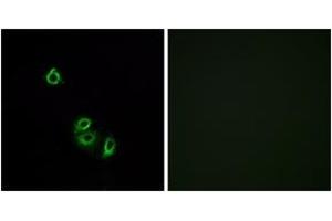 Immunofluorescence (IF) image for anti-Olfactory Receptor, Family 2, Subfamily L, Member 5 (OR2L5) (AA 241-290) antibody (ABIN1535886)