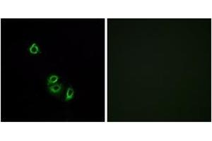Immunofluorescence analysis of A549 cells, using OR2L5 Antibody. (OR2L5 抗体  (AA 241-290))