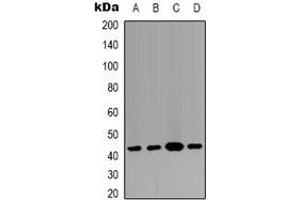 Western blot analysis of p38 expression in HEK293T (A), Raw264. (MAPK14 抗体)