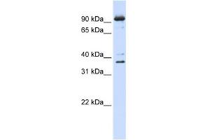 WB Suggested Anti-NCBP1 Antibody Titration:  0. (NCBP1 抗体  (N-Term))