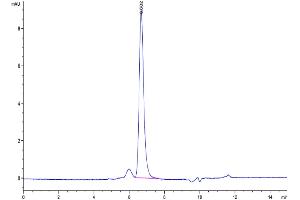 The purity of Human Latent TGF beta 2 is greater than 95 % as determined by SEC-HPLC.