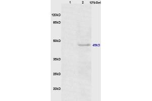 Lane 1: mouse mouse lysates Lane 2: mouse heart lysates probed with Anti Phospho-CEBP alpha (Thr222/226) Polyclonal Antibody, Unconjugated (ABIN683563) at 1:200 in 4 °C. (CEBPA 抗体  (pThr226))
