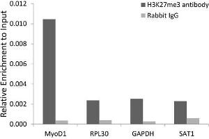 Chromatin Immunoprecipitation (ChIP) image for anti-Histone 3 (H3) (H3K27me) antibody (ABIN6219521)