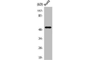 Western Blot analysis of HepG2 cells using PRPH Polyclonal Antibody (Peripherin 抗体  (C-Term))