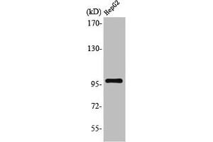 Western Blot analysis of HuvEc cells using Topo IIIβ-1 Polyclonal Antibody (TOP3B 抗体  (N-Term))