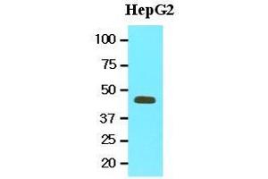 Cell lysates of HepG2 (20 ug) were resolved by SDS-PAGE, transferred to nitrocellulose membrane and probed with anti-human MAT2A (1:1000). (MAT2A 抗体  (AA 1-395))