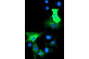 Anti-HDAC6 mouse monoclonal antibody (ABIN2453924) immunofluorescent staining of COS7 cells transiently transfected by pCMV6-ENTRY HDAC6 (RC209649). (HDAC6 抗体)