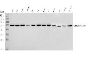 Western blot analysis of TIP49A/RUVBL1 using anti-TIP49A/RUVBL1 antibody (ABIN7599928). (RUVBL1 抗体  (AA 13-23))