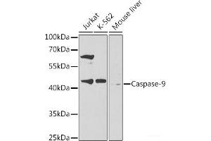 Western blot analysis of extracts of various cell lines using Caspase-9 Polyclonal Antibody at dilution of 1:300. (Caspase 9 抗体)