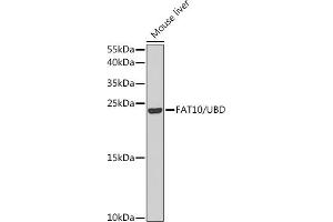 Western blot analysis of extracts of mouse liver, using F/F/UBD antibody (ABIN6131598, ABIN6149778, ABIN6149780 and ABIN6221159) at 1:1000 dilution. (UBD 抗体  (AA 1-165))