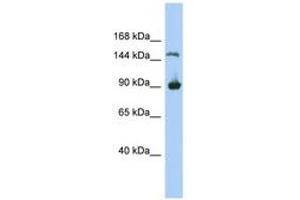 Image no. 1 for anti-Hypothetical MGC50722 (MGC50722) (AA 71-120) antibody (ABIN6743933) (MGC50722 抗体  (AA 71-120))