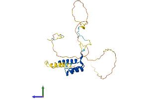 AlphaFold protein structure predicition of Human Recombinant HOXC8 Protein, UniprotID P31273