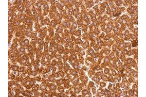 IHC-P Image GSTP1 antibody [N1N2], N-term detects GSTP1 protein at cytosol on mouse liver by immunohistochemical analysis. (GSTP1 抗体  (N-Term))
