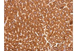IHC-P Image GSTP1 antibody [N1N2], N-term detects GSTP1 protein at cytosol on mouse liver by immunohistochemical analysis. (GSTP1 抗体  (N-Term))