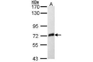 WB Image Sample (30 ug of whole cell lysate) A: Molt-4 , 7. (Prosaposin 抗体)