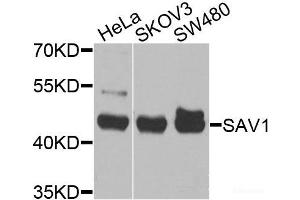 Western blot analysis of extracts of various cell lines using SAV1 Polyclonal Antibody at dilution of 1:1000. (SAV1 抗体)